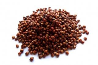 Sorgo